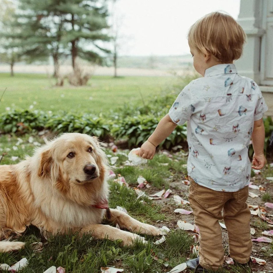 A child offers a treat to a golden retriever resting on grass, surrounded by flower petals in a serene outdoor setting.
