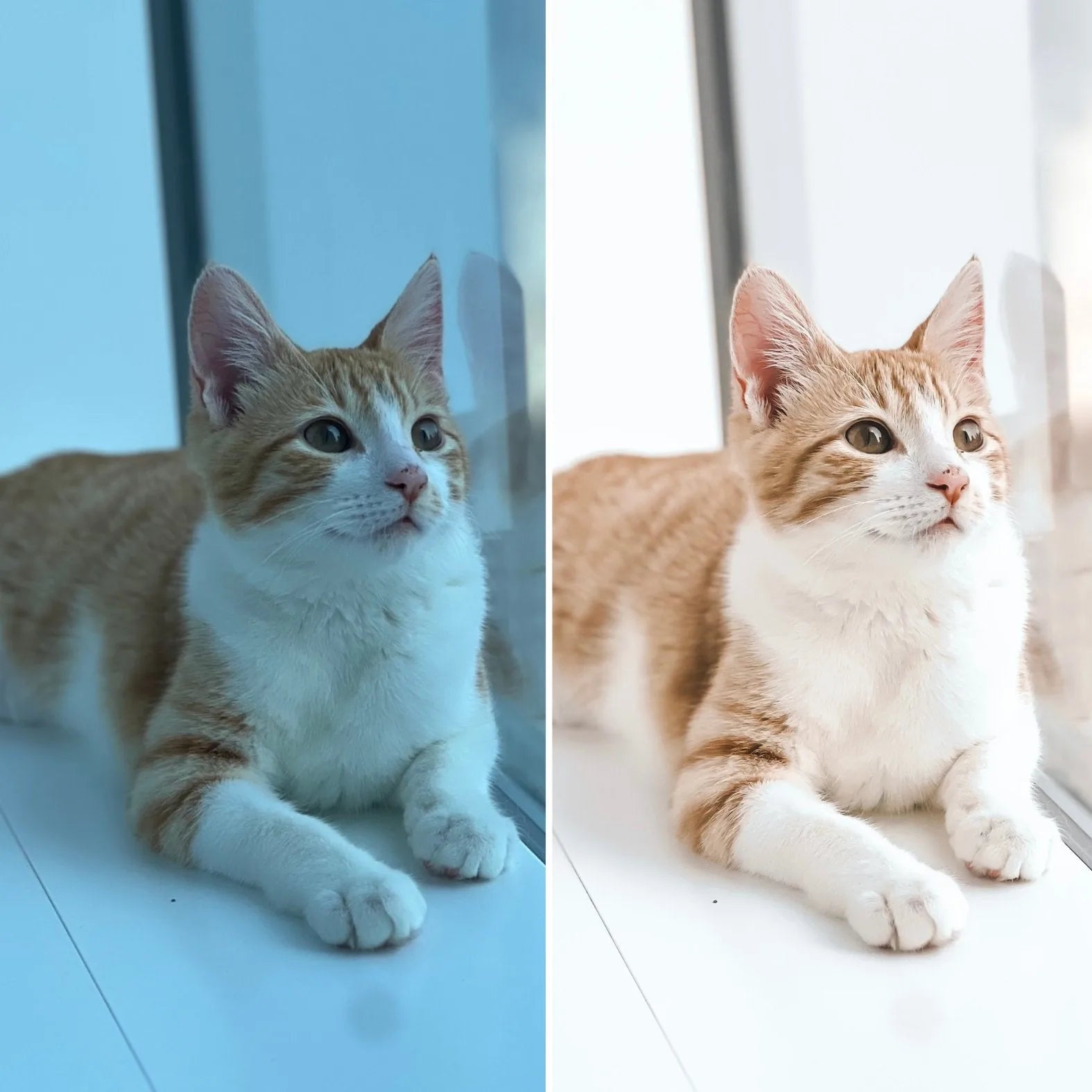 A split image showing a light orange and white cat lounging by a window, with one side in cooler tones and the other in wa...