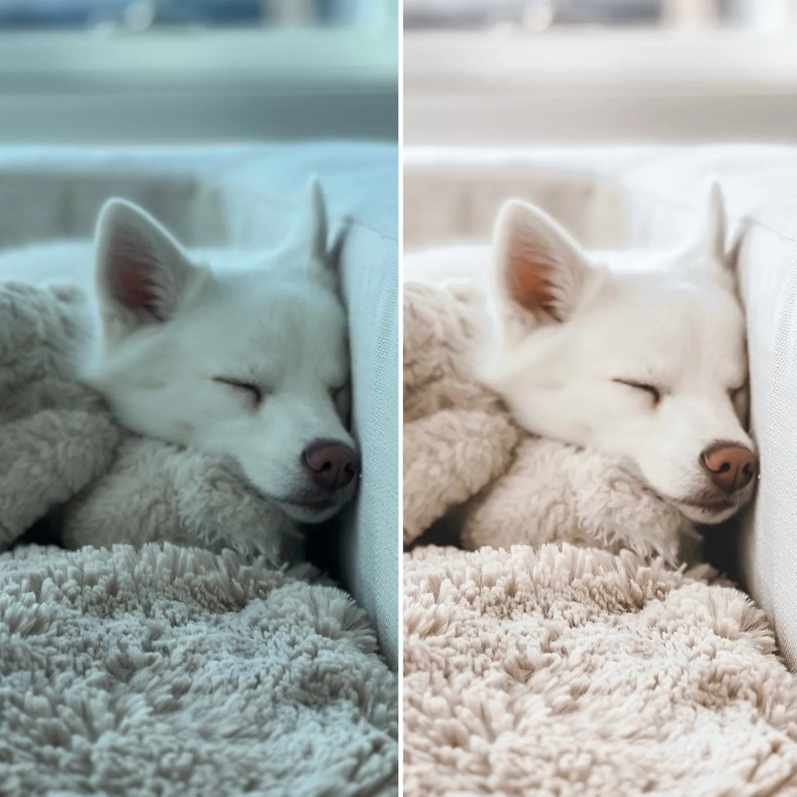 A sleepy white dog nestled between cozy beige blankets, showcasing a soft, dreamy aesthetic perfect for Lightroom presets.
