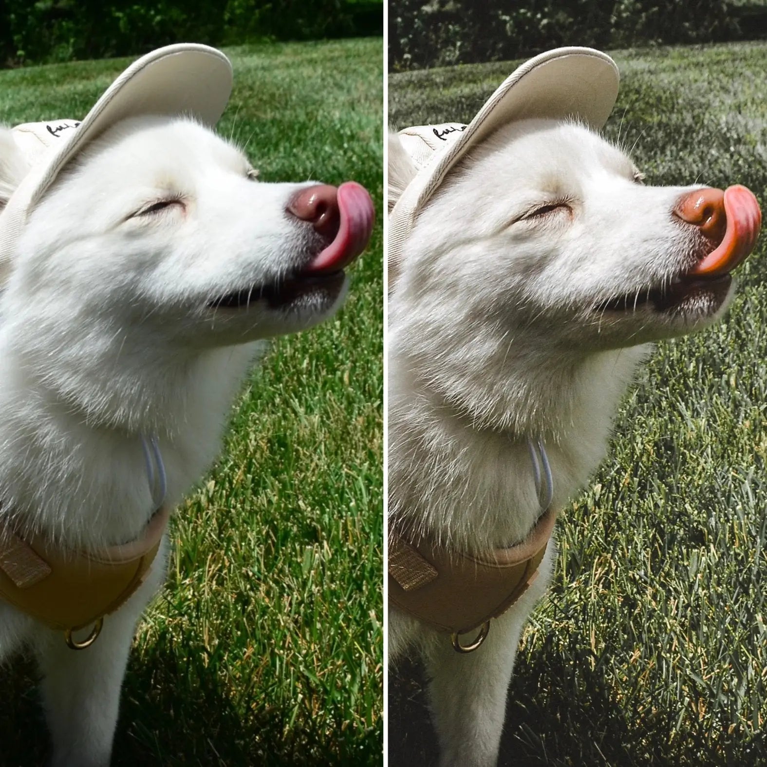 Fluffy white dog wearing a beige hat, playfully licking its nose in a grassy outdoor setting.