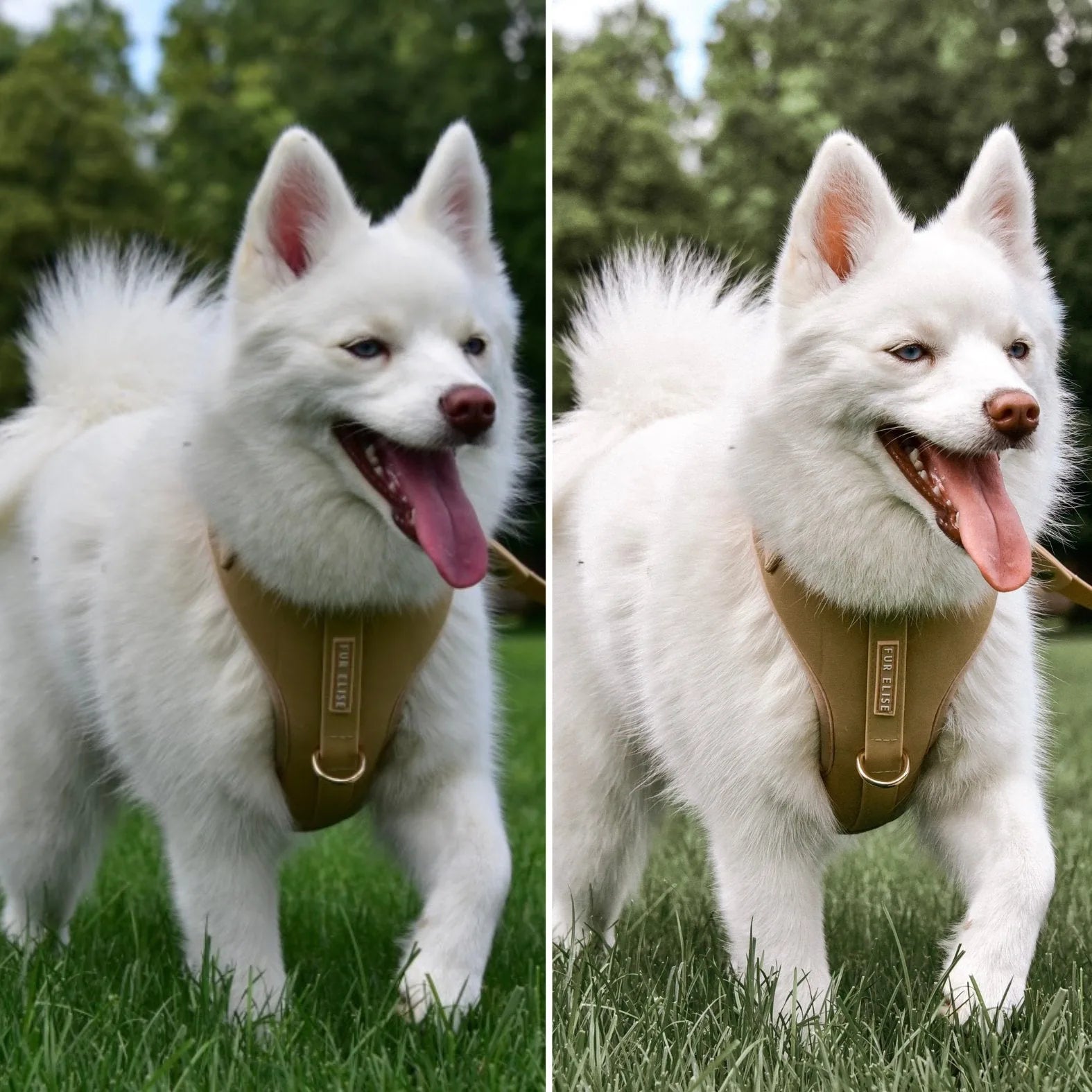 Fluffy white dog wearing a tan harness, happily posing on green grass with trees in the background.