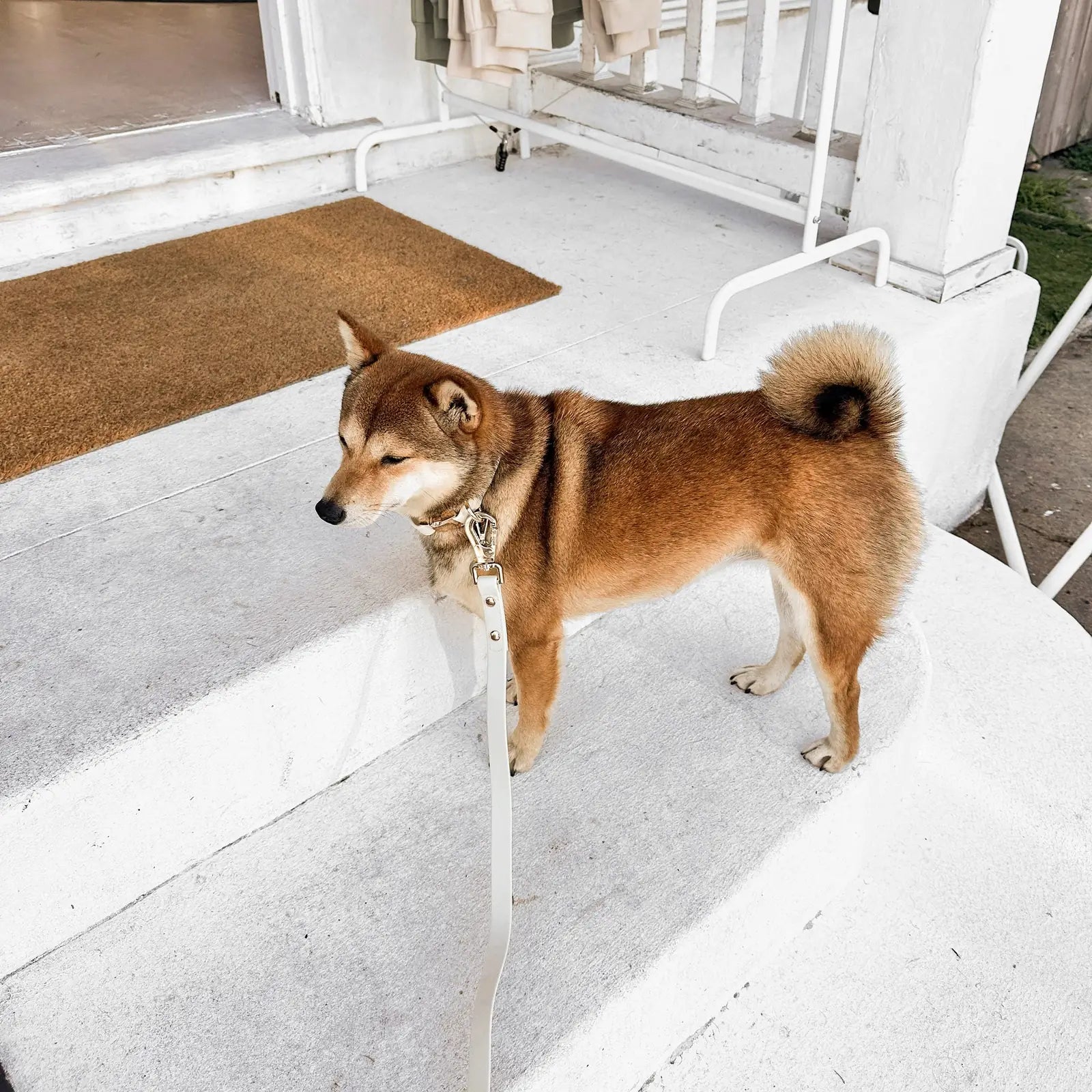 Shiba Inu wearing a light bone collar stands on white steps, showcasing its gold hardware and durable design.