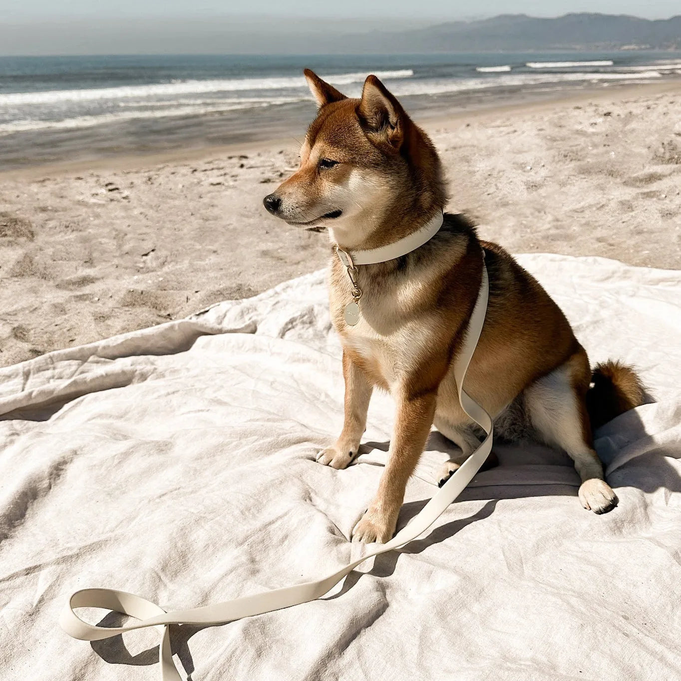 Shiba Inu wearing a bone-colored Elise collar with gold hardware, sitting on a blanket at the beach.