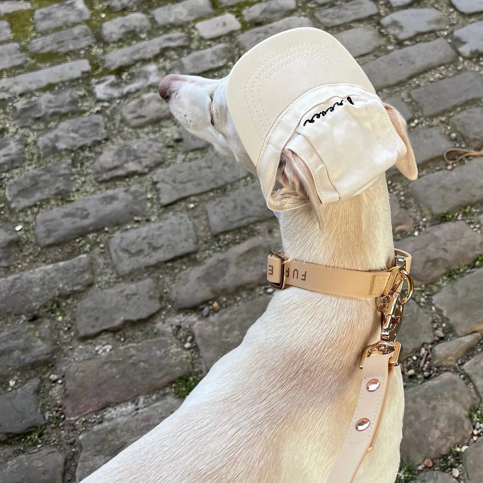Elise Galleria's Elise Collar & Leash Set in Sand on a dog, featuring a light gold buckle and soft rubbery material.