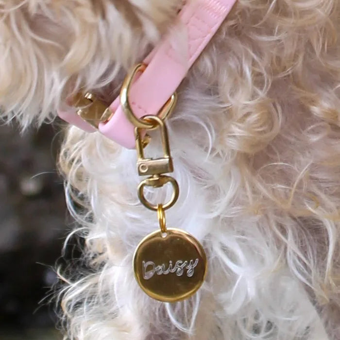 Rose Elise collar with gold hardware and a tag reading "Daisy," adorning a fluffy dog's neck.