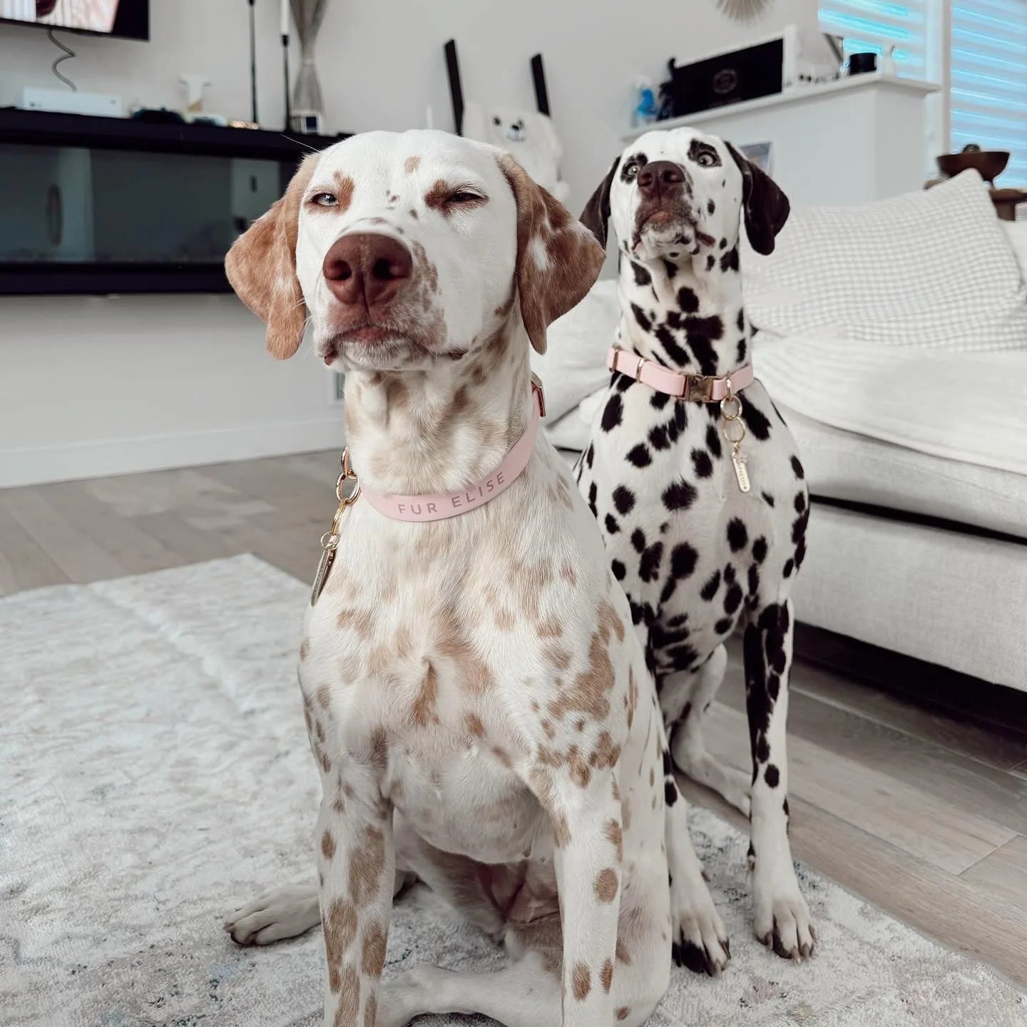 Two dogs sit side by side, one wearing a pink Elise collar with gold hardware, showcasing comfort and style.
