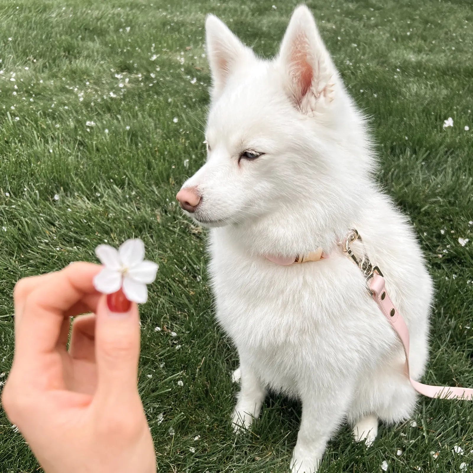 Fluffy white dog wearing a pink Elise collar, sitting on grass with a hand holding a delicate white flower nearby.