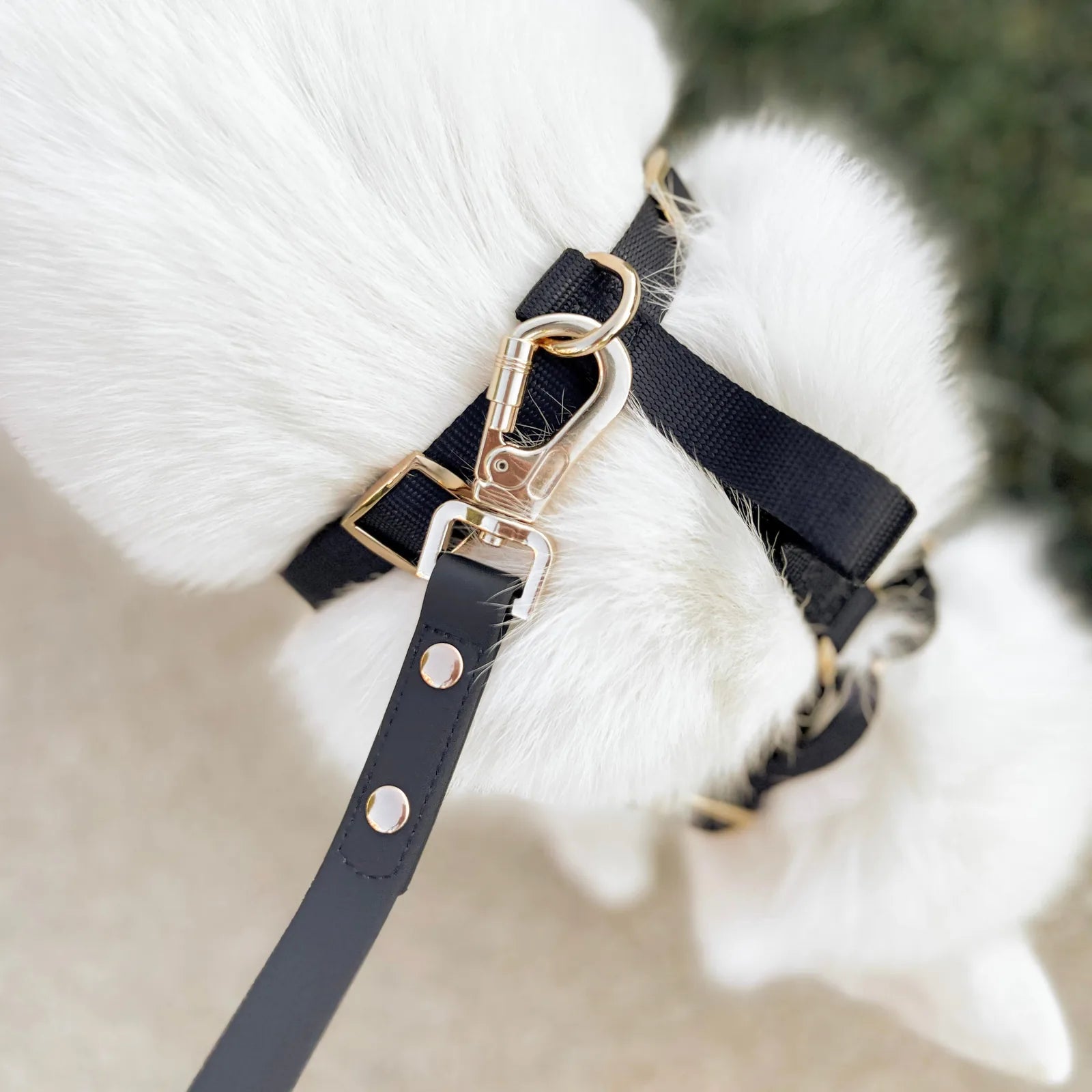 Black harness with gold clip attached to a fluffy white dog's fur, showcasing the stylish Elise Harness & Leash Set.