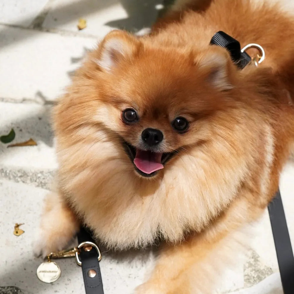 Fluffy orange Pomeranian wearing a black leash, happily resting on a textured surface with leaves scattered around.