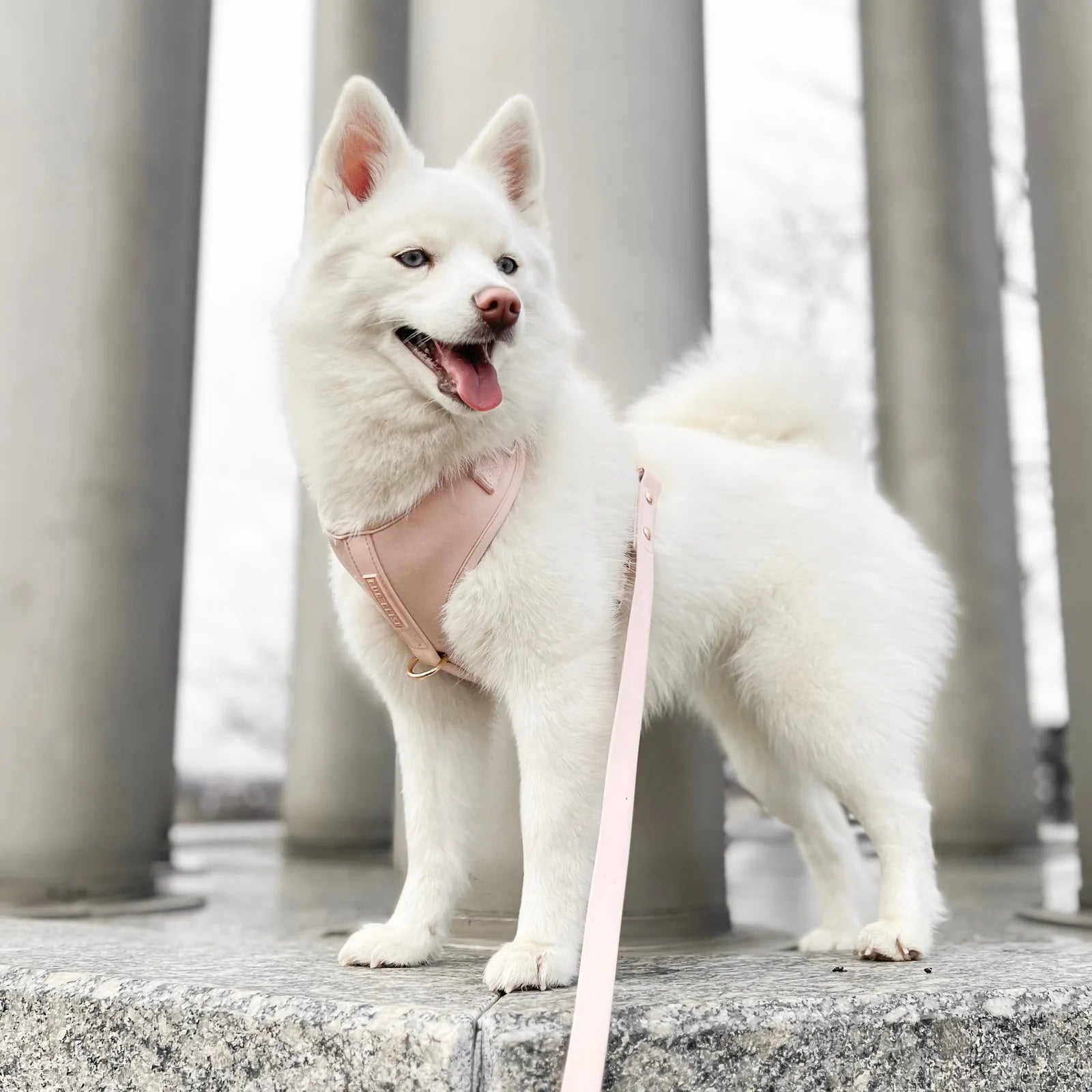 White dog wearing a soft pink harness and leash, standing on a stone surface with columns in the background.