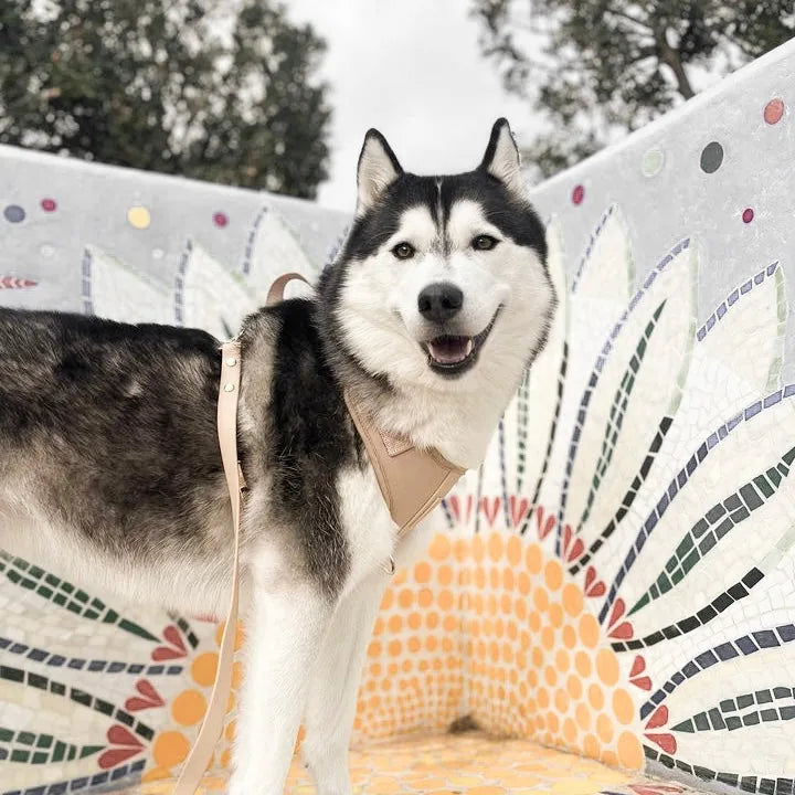 Husky dog wearing a sand-colored Elise harness, standing on a bright mosaic background with floral patterns.