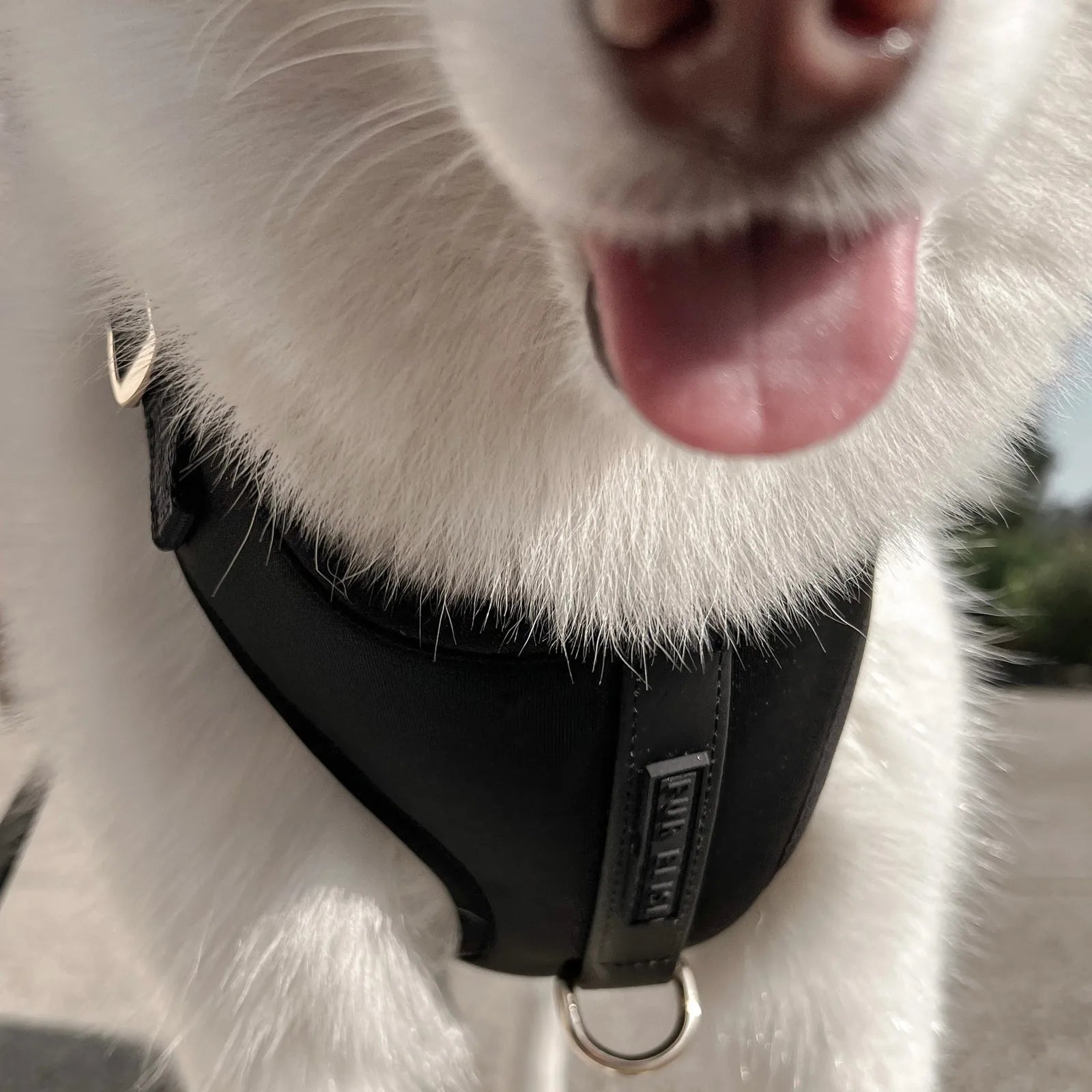 Black neoprene dog harness with adjustable straps, featuring sleek design and a silver D-ring, worn by a white dog.