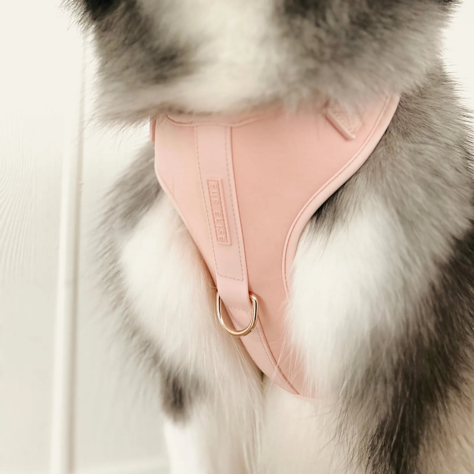 Soft pink Elise Harness on a furry dog, featuring a gold D-ring and adjustable straps for a comfortable fit.