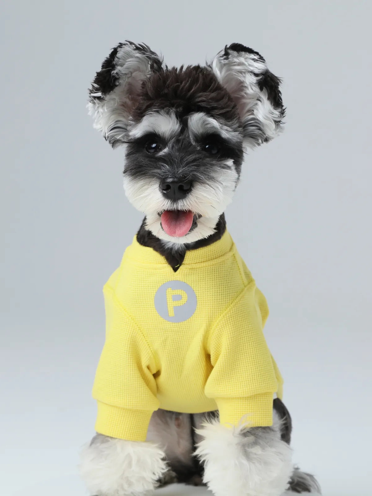 Schnauzer in a bright yellow waffle plaid t-shirt with an embroidered patch, sitting and looking happy.
