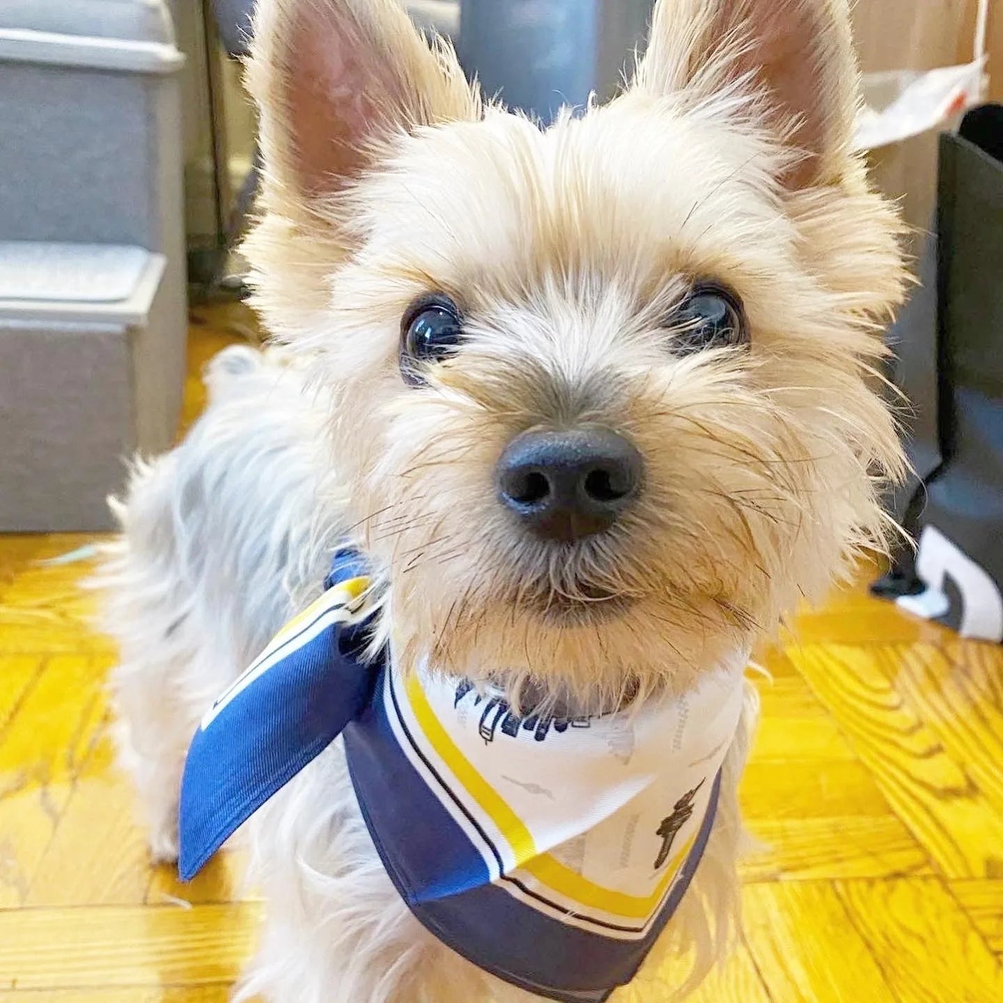 Lightweight silk dog scarf with NYC-inspired graphics, featuring navy blue and yellow accents, elegantly worn around a dog...