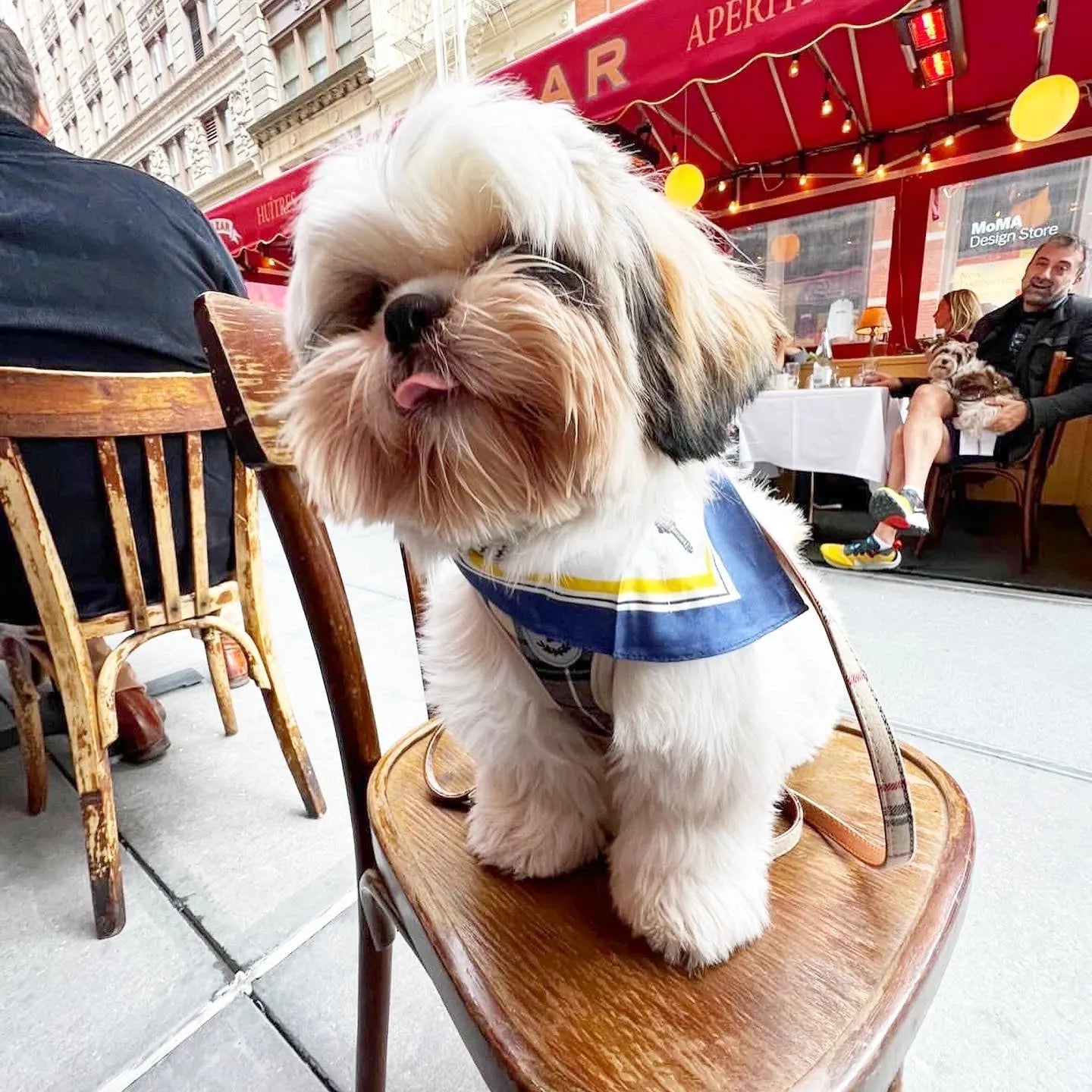 Stylish small dog wearing a blue and plaid silk bandana, sitting on a chair at an outdoor café.