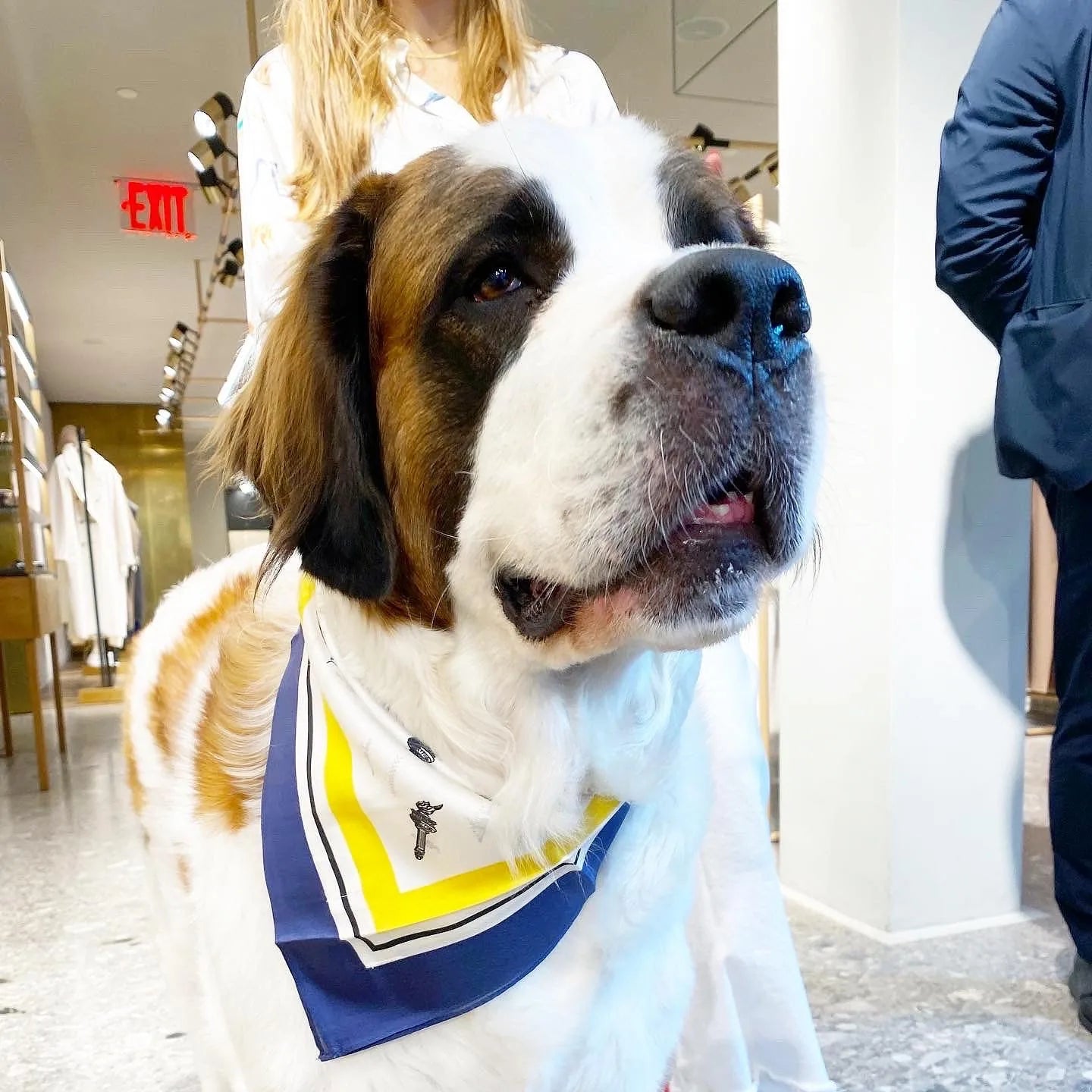 Stylish Saint Bernard wearing a blue and yellow Erin silk twill bandana with NYC-inspired graphics.