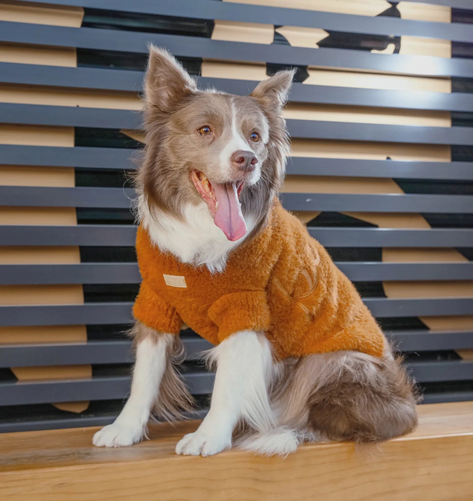 Orange fuzzy dog sweater on a happy border collie, showcasing a cozy design against a modern backdrop.