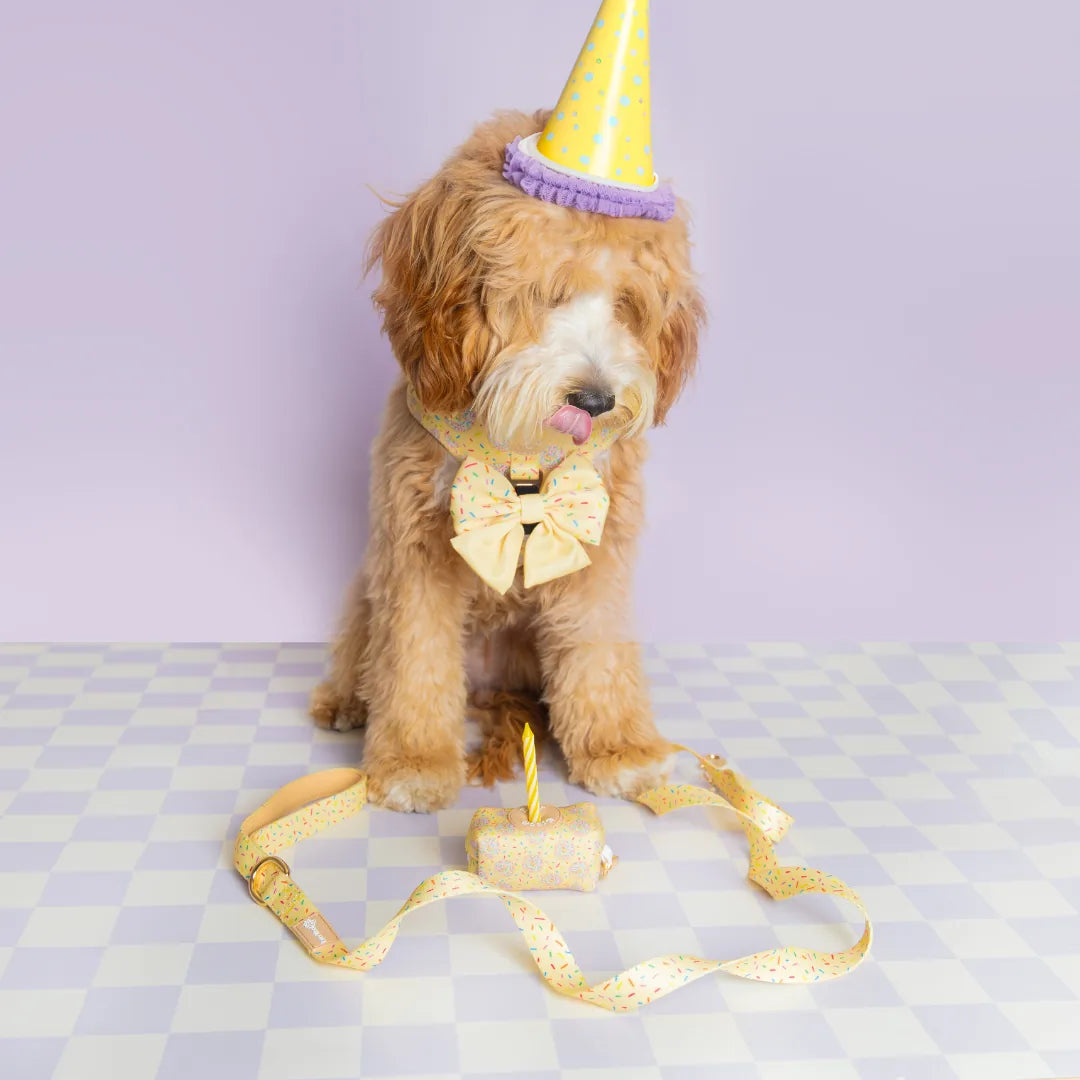 Playful yellow harness with cookie print worn by a fluffy dog in a party hat, on a pastel checkered background.