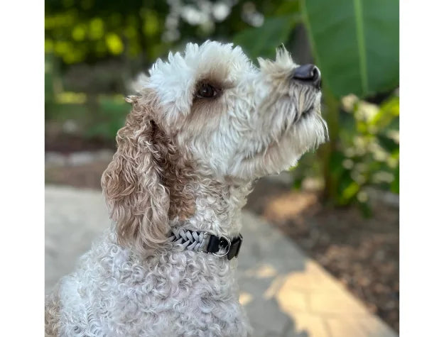 Hand-braided black and smoke fishtail collar on a fluffy dog in a lush outdoor setting, showcasing quality craftsmanship.