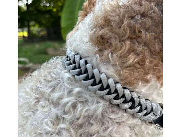 Hand-braided dog collar in black and smoke colors, made from durable nylon paracord, on a curly-coated dog.