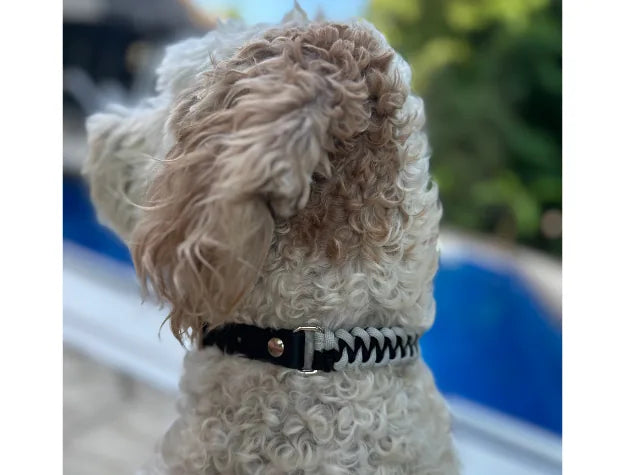 Hand-braided fishtail dog collar in black and smoke, worn by a curly-haired dog, with a nickel-plated buckle and D-ring.