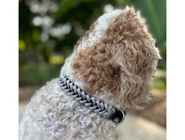 Curly-haired dog wearing a hand-braided fishtail collar in black and smoke gray, featuring a sturdy D-ring.
