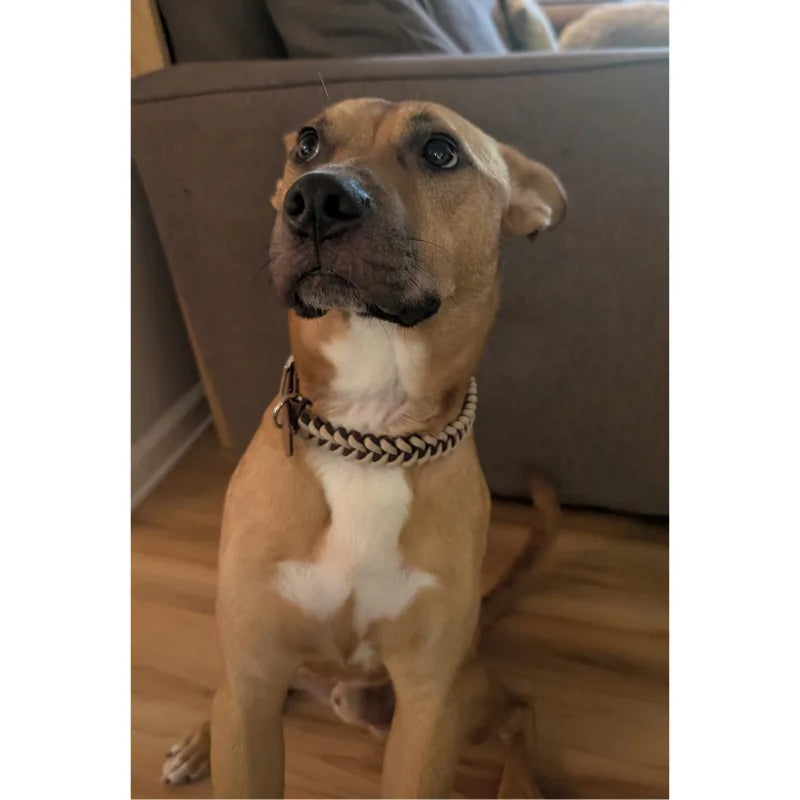 Burgundy and cream braided dog collar on a brown dog, showcasing a stylish design with a sturdy D-ring.