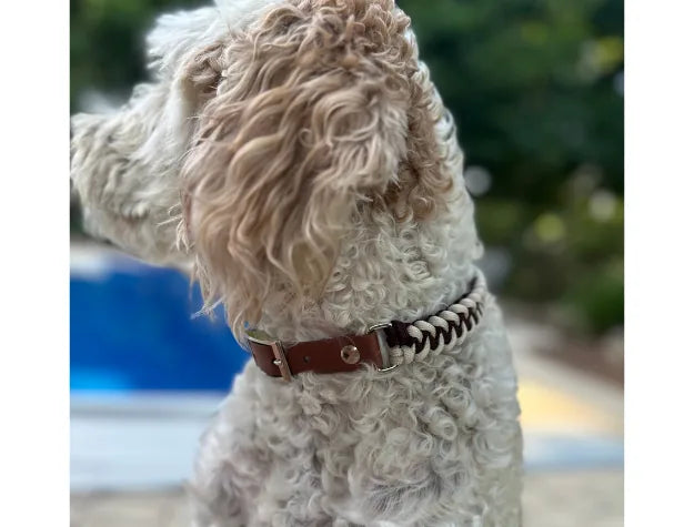 Handmade braided dog collar in burgundy and cream on a curly-coated dog, with a medium brown buckle and D-ring.