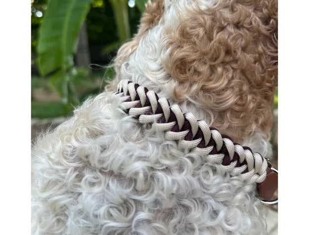 Handmade braided dog collar featuring burgundy and cream nylon paracord on a curly-coated dog’s neck.