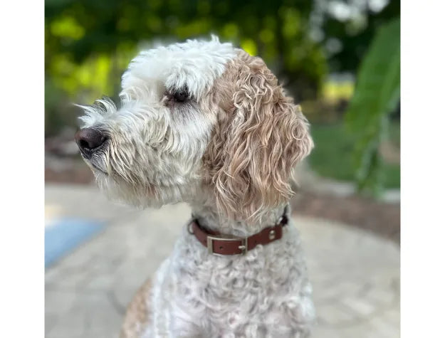 Dog with a curly coat wearing a medium brown handmade braided collar in a lush outdoor setting.
