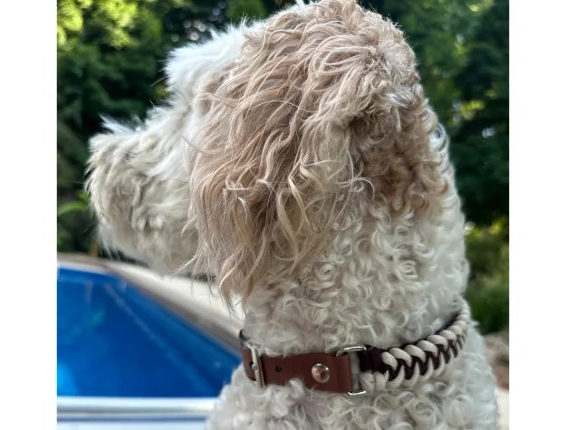 Curly-haired dog wearing a handmade burgundy and cream braided collar by Pawsh Pup Co., near a pool.