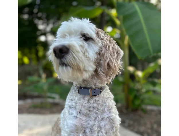 Handmade braided dog collar in graphite with a gray buckle, worn by a fluffy dog in a lush green setting.