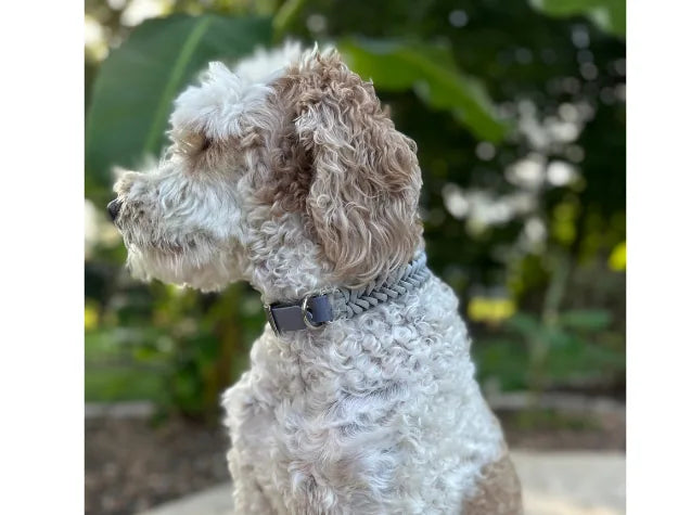 Handmade braided dog collar in gray, featuring a secure buckle and D-ring, worn by a curly-coated dog outdoors.