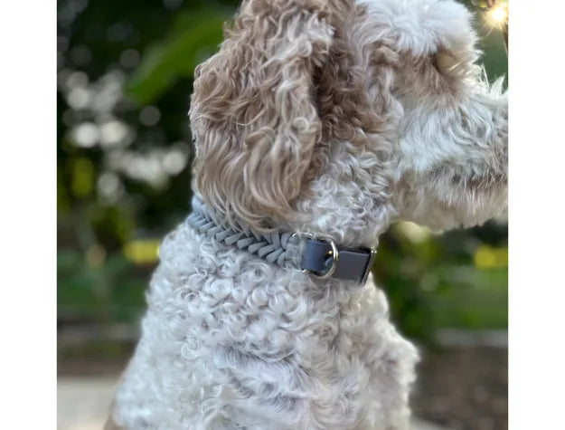 Handmade, braided dog collar in graphite with a gray buckle, fitting snugly around a curly-coated dog’s neck.