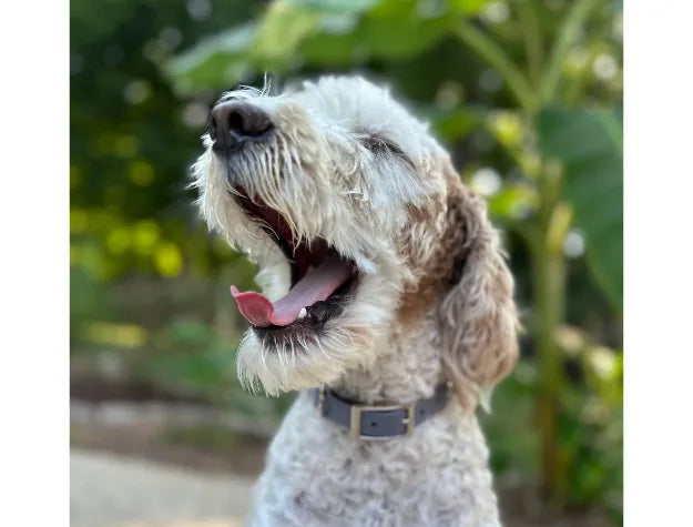 A happy dog with a fluffy coat yawns, wearing a handmade gray nylon collar against a blurred green background.