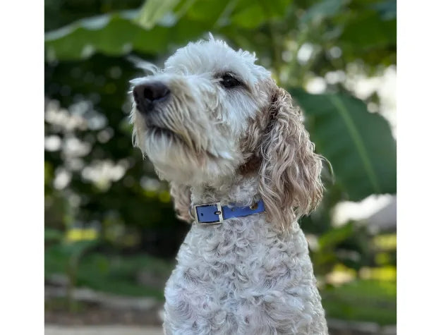 Handmade dog collar featuring lavender color and periwinkle buckle on a fluffy dog against a green background.