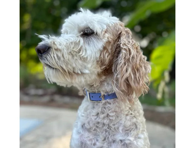 Handmade lavender dog collar on a curly-coated dog, showcasing its braided design and adjustable BioThane® buckle.