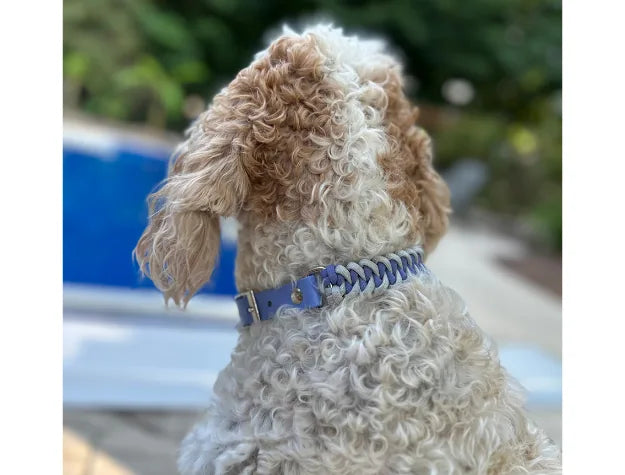 Curly-haired dog wearing a lavender and smoke braided collar by Pawsh Pup Co., seen against a pool background.