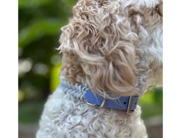 Handmade braided dog collar in lavender and smoke, featuring a periwinkle buckle and durable hardware on a curly-haired dog.