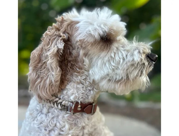 Tan and cream fishtail braided dog collar on a curly-coated dog, showcasing the collar's handmade design and nickel-plated...