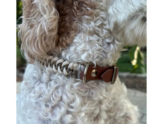 Handmade tan and cream fishtail braided dog collar on a curly-haired dog, showcasing its durable design and nickel-plated...