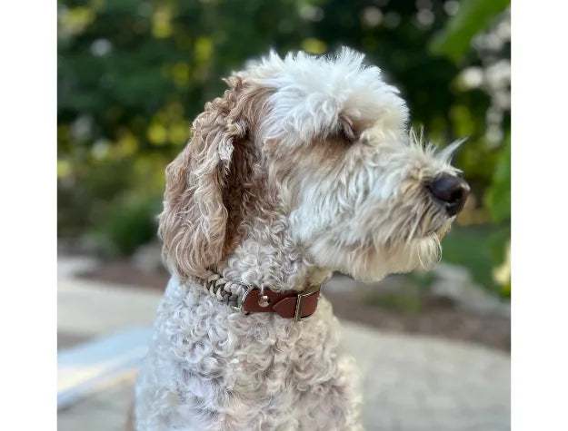 Tan and cream fishtail braided dog collar on a curly-haired dog, featuring a brown strap and silver hardware.