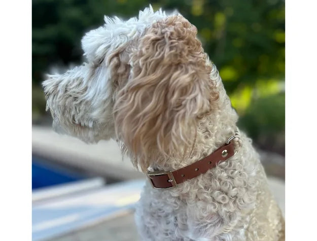 Handmade tan and cream fishtail braided collar on a fluffy dog, showcasing a medium brown strap and secure D-ring.