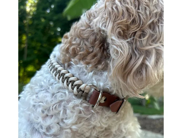 Handwoven tan and cream fishtail dog collar with nickel-plated hardware, resting on a fluffy, curly-haired dog.