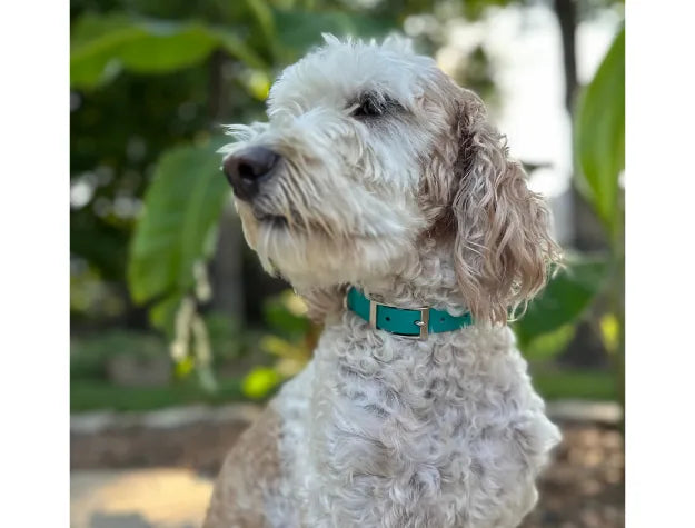 Teal and cream fishtail hand-braided dog collar on a fluffy dog, showcasing durable nickel-plated hardware in a garden set...