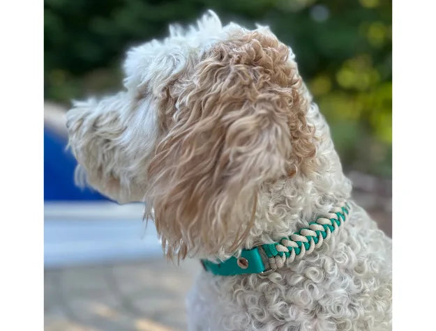 Teal and cream fishtail hand-braided dog collar on a curly-coated dog, showcasing its durable design and craftsmanship.