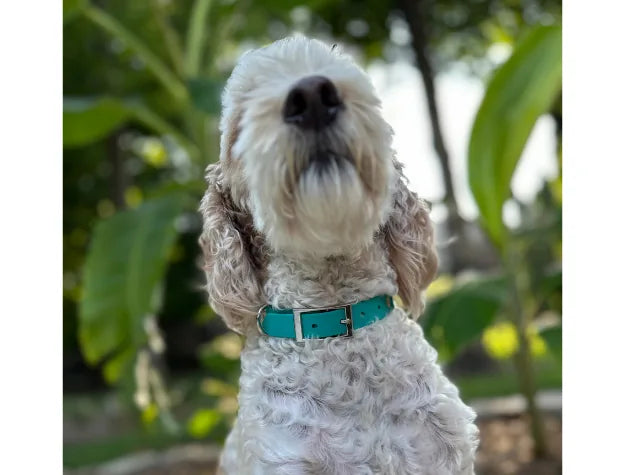 Teal and cream fishtail braided dog collar on a fluffy white dog, featuring durable nickel-plated hardware in a lush outdo...