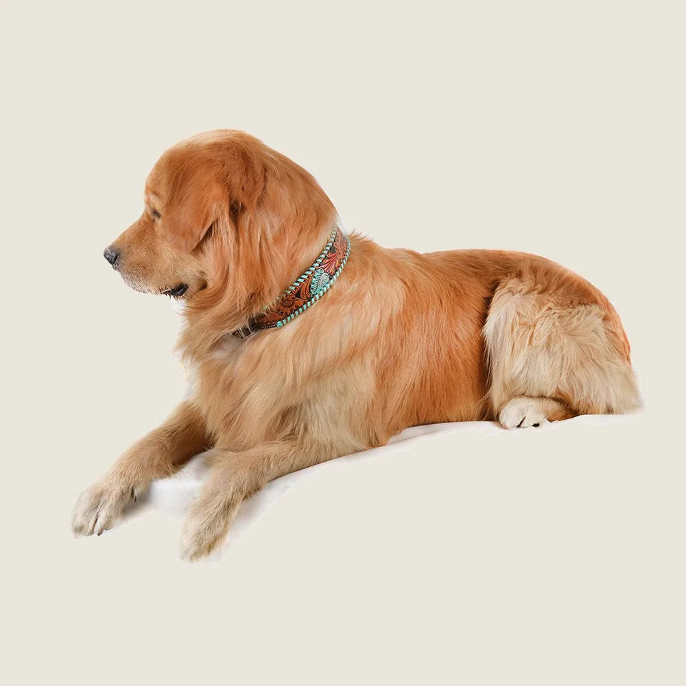 Golden retriever wearing a hand-tooled leather collar with a floral pattern, resting on a light background.