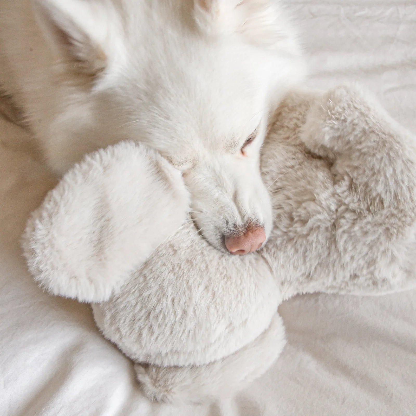 White dog snuggling with a soft, beige Ella the Elephant plush toy on a light-colored surface.